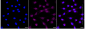 KD-Validated Anti-CDC73 Rabbit Monoclonal Antibody