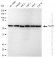 KD-Validated Anti-CDC73 Rabbit Monoclonal Antibody