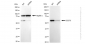 KD-Validated Anti-CDC73 Rabbit Monoclonal Antibody