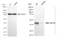 KD-Validated Anti-ABHD5 Rabbit Monoclonal Antibody