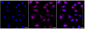 KD-Validated Anti-CBX2 Rabbit Monoclonal Antibody