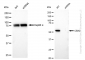 KD-Validated Anti-CBX2 Rabbit Monoclonal Antibody