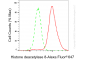 KD-Validated Anti-Histone deacetylase 8 Rabbit Monoclonal Antibody
