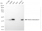 KD-Validated Anti-Histone deacetylase 8 Rabbit Monoclonal Antibody