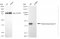KD-Validated Anti-Histone deacetylase 8 Rabbit Monoclonal Antibody