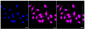 KD-Validated Anti-ANP32B Rabbit Monoclonal Antibody