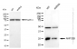KD-Validated Anti-ANP32B Rabbit Monoclonal Antibody