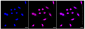 KD-Validated Anti-Alkaline phosphatase Rabbit Monoclonal Antibody
