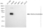 KD-Validated Anti-Alkaline phosphatase Rabbit Monoclonal Antibody