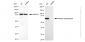 KD-Validated Anti-Alkaline phosphatase Rabbit Monoclonal Antibody