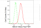 KD-Validated Anti-ABCE1 Rabbit Monoclonal Antibody