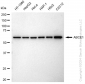 KD-Validated Anti-ABCE1 Rabbit Monoclonal Antibody