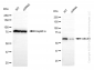KD-Validated Anti-ABCE1 Rabbit Monoclonal Antibody