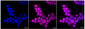 KD-Validated Anti-ACBD3 Rabbit Monoclonal Antibody