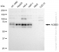 KD-Validated Anti-ACBD3 Rabbit Monoclonal Antibody