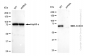 KD-Validated Anti-ACBD3 Rabbit Monoclonal Antibody