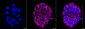 KD-Validated Anti-COX IV Rabbit Monoclonal Antibody