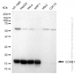 KD-Validated Anti-COX IV Rabbit Monoclonal Antibody