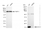 KD-Validated Anti-COX IV Rabbit Monoclonal Antibody