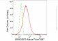 KD-Validated Anti-ARHGEF2 Rabbit Monoclonal Antibody