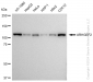 KD-Validated Anti-ARHGEF2 Rabbit Monoclonal Antibody