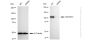 KD-Validated Anti-ARHGEF2 Rabbit Monoclonal Antibody