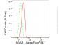 KD-Validated Anti-BCAR1 Rabbit Monoclonal Antibody