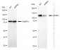 KD-Validated Anti-BCAR1 Rabbit Monoclonal Antibody