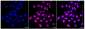 KD-Validated Anti-Casein kinase 2 beta Rabbit Monoclonal Antibody