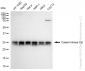 KD-Validated Anti-Casein kinase 2 beta Rabbit Monoclonal Antibody