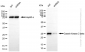 KD-Validated Anti-Casein kinase 2 beta Rabbit Monoclonal Antibody