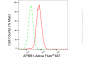 KD-Validated Anti-APBB1 Rabbit Monoclonal Antibody