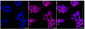 KD-Validated Anti-APBB1 Rabbit Monoclonal Antibody