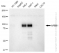 KD-Validated Anti-APBB1 Rabbit Monoclonal Antibody