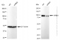 KD-Validated Anti-APBB1 Rabbit Monoclonal Antibody