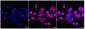 KD-Validated Anti-B cell receptor associated protein 31 Rabbit Monoclonal Antibody