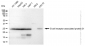 KD-Validated Anti-B cell receptor associated protein 31 Rabbit Monoclonal Antibody