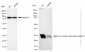 KD-Validated Anti-B cell receptor associated protein 31 Rabbit Monoclonal Antibody