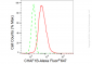 KD-Validated Anti-CHAF1B Rabbit Monoclonal Antibody