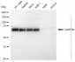 KD-Validated Anti-CHAF1B Rabbit Monoclonal Antibody