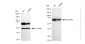 KD-Validated Anti-CHAF1B Rabbit Monoclonal Antibody