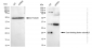 KD-Validated Anti-Core-binding factor subunit beta Rabbit Monoclonal Antibody