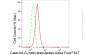 KD-Validated Anti-Catechol-O-methyltransferase Rabbit Monoclonal Antibody