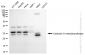KD-Validated Anti-Catechol-O-methyltransferase Rabbit Monoclonal Antibody