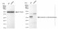 KD-Validated Anti-Catechol-O-methyltransferase Rabbit Monoclonal Antibody