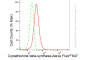 KD-Validated Anti-Cystathionine beta-synthase Rabbit Monoclonal Antibody