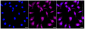 KD-Validated Anti-Cystathionine beta-synthase Rabbit Monoclonal Antibody