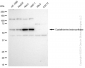 KD-Validated Anti-Cystathionine beta-synthase Rabbit Monoclonal Antibody