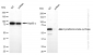 KD-Validated Anti-Cystathionine beta-synthase Rabbit Monoclonal Antibody