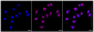 KD-Validated Anti-CD105 Rabbit Monoclonal Antibody
